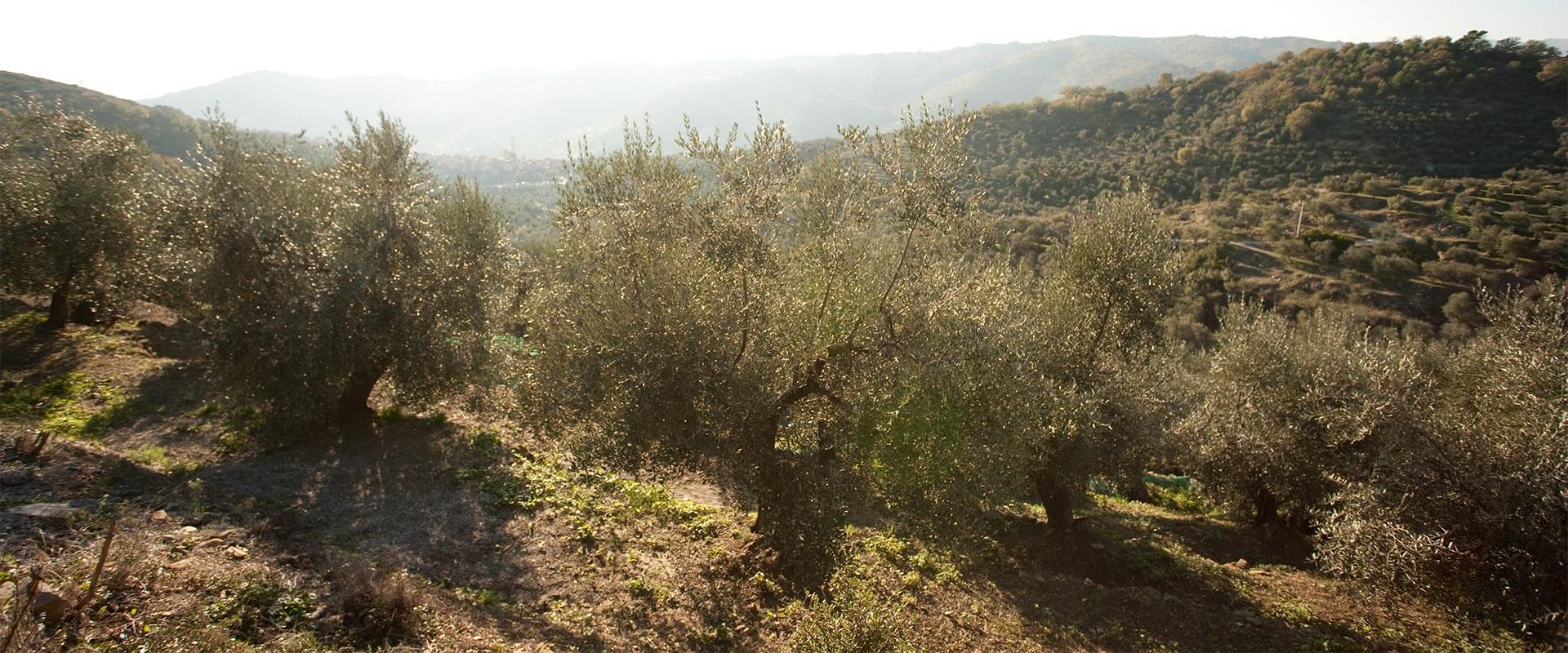 Comment planter un olivier ?