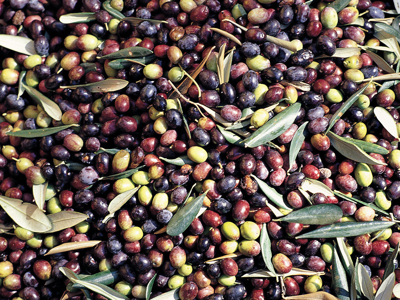 Olives